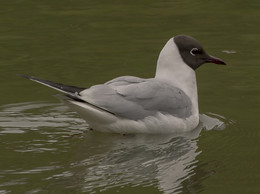 SEAGULL / ***