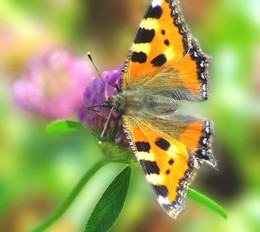 auf einer Blume / ***