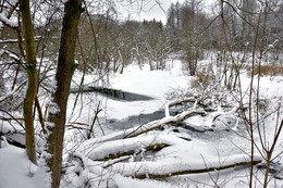 Wald fällt / ***