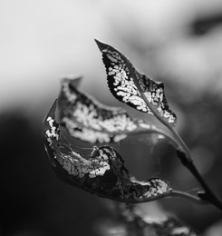 &nbsp; / Dried, but so alive.