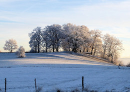 Wintermorgen / Baumgruppe im Raureif