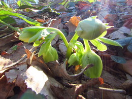 Der Frühling kommt! / ***