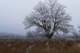 Winter Oak / ***