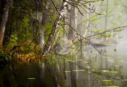 Lace Herbst / ***