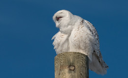 Snowy Owl / ***