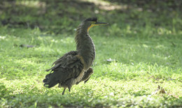 Bare-throated tiger heron / ***