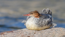 Common Merganser / ***