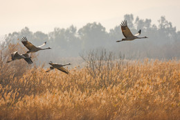 Cranes / ***