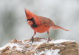 Northern cardinal (male) / ***