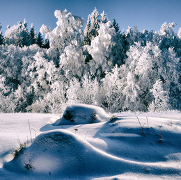 weiß winter / Belaya zima