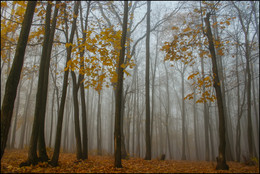 in den herbstlichen Wald / ***