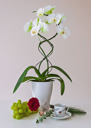 Orchid / ***