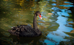 Black Swan / ---