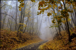 in den herbstlichen Wald / ***