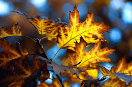 Herbst Kaleidoskop / ---