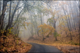 in den herbstlichen Wald / ***