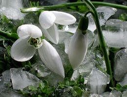 Der Frühling kommt ... / ***