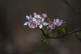 Apple Blüten ... / _^_