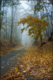 in den herbstlichen Wald / ***