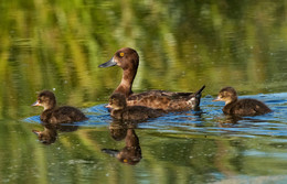 Familien / ***