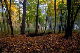 in den herbstlichen Wald / ***