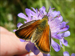 Schmetterling / ***