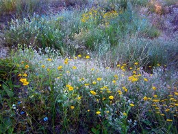 Pretty Dune Flowers / ***