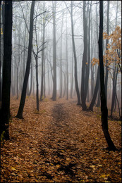 in den herbstlichen Wald / ***