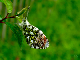 Frühling / ***