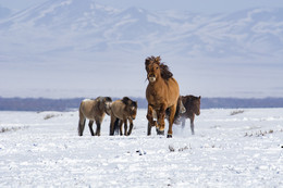 Mongolian horse / ***