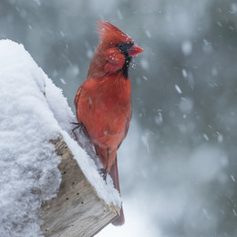 &nbsp; / Northern Cardinal (male)