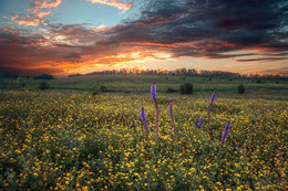 Sonnenuntergang über dem Feld / ***