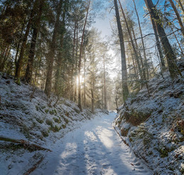 Wald Skizzen / ***