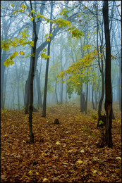 in den herbstlichen Wald / ***