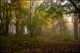 in den herbstlichen Wald / ***