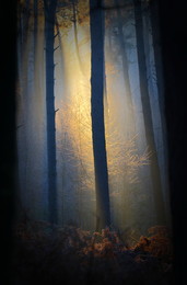 Spotlight / Früh morgens bei minus 8 grad im Wald.
A....kalt, aber das Licht war klasse:)