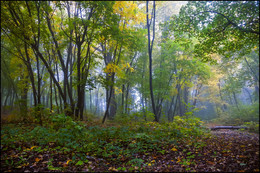 in den herbstlichen Wald / ***