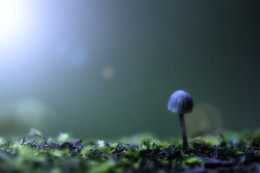 Mondsüchtig / Ein kleiner Pilz im Lichtrausch:)