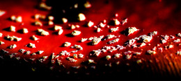 Die Mars-Chroniken / ***