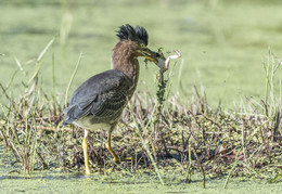 Green Heron / ***