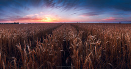 Straße in einem Feld / ***