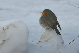 überwintert ... / ***