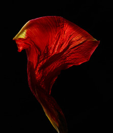 Tulip leaf. / ***