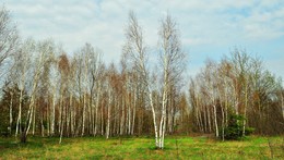 Der Frühling kommt / ***