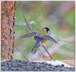 Nun, flog ich! / ***