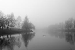 Nebel / ***