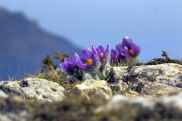 Pulsatilla Krim / ***