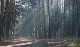 Morgen in den Wald / ***
