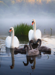 Glückliche Familie / ***