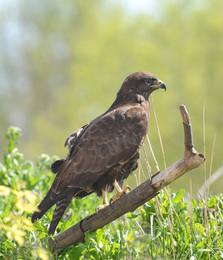 Bussard / ***